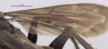 Media type: image;   Entomology 23476 Aspect: Wing, hind